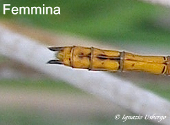 Scheda: Sympetrum striolatum